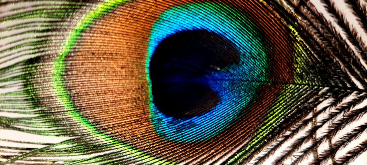 A close up of a peacock's feathers tail